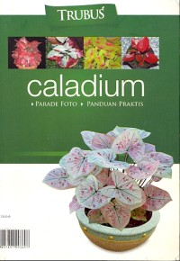 Caladium: parade foto, panduan praktis
